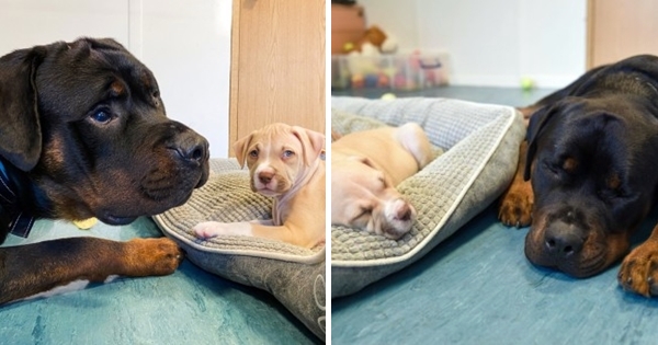 Blind dog adopts puppies