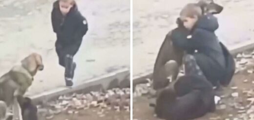 Boy Stops To Hug Stray Dogs