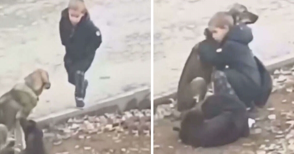 Boy Stops To Hug Stray Dogs