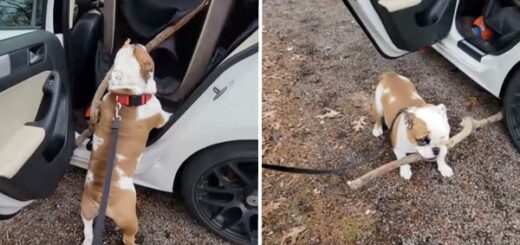 Dog Is Determined To Fit Huge Stick In Car