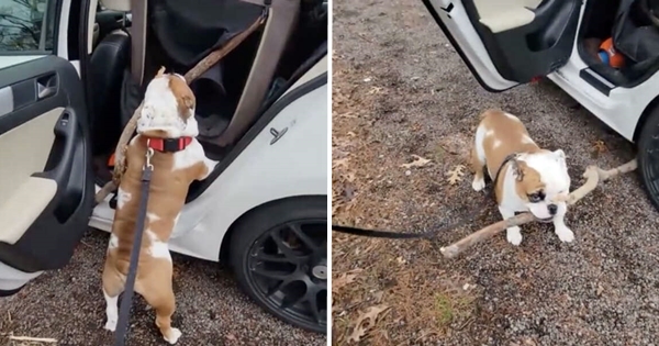 Dog Is Determined To Fit Huge Stick In Car