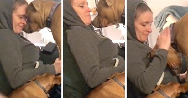 Dog realises her owner is pregnant