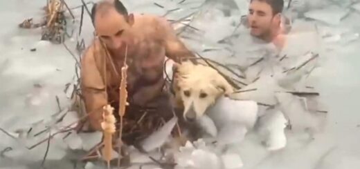 Police officers rescue dog freezing water