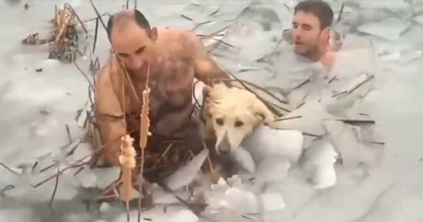 Police officers rescue dog freezing water