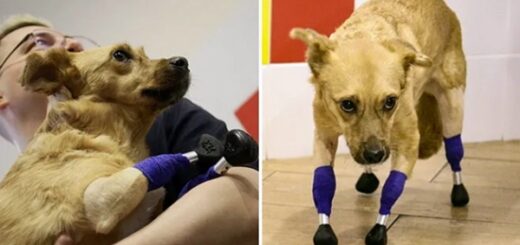 Dog Back On All Fours paws With Prosthetic