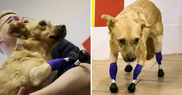 Dog Back On All Fours paws With Prosthetic