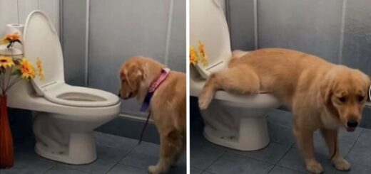 dog golden retriever toilet