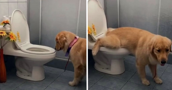 dog golden retriever toilet