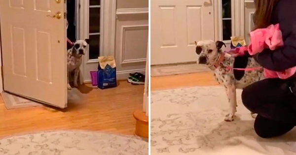 dog afraid enter first real home