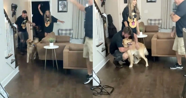 dog happy birthday surprise