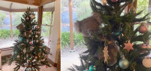 koala Christmas Tree