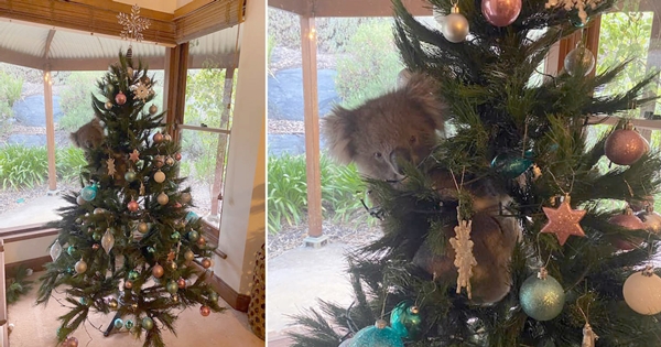 koala Christmas Tree