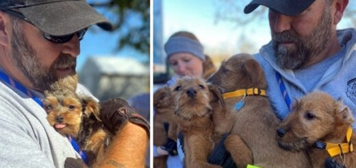 team rescues 42 dogs