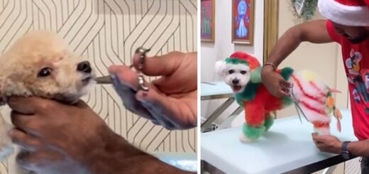 Groomer christmas dog