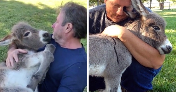 baby donkey hugs