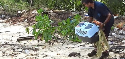 baby otter