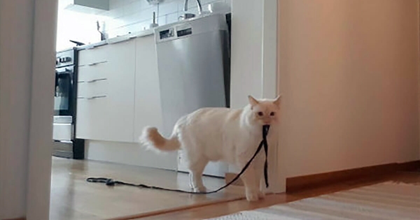 cat leash