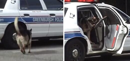 police dog open door