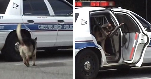 police dog open door