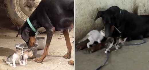 doberman adopts kittens