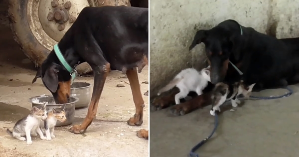 doberman adopts kittens