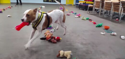 dog shelter toys