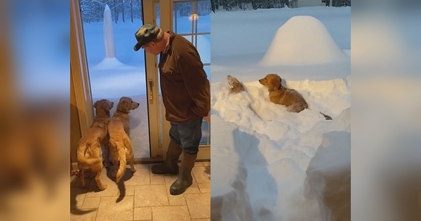 golden retriever snow