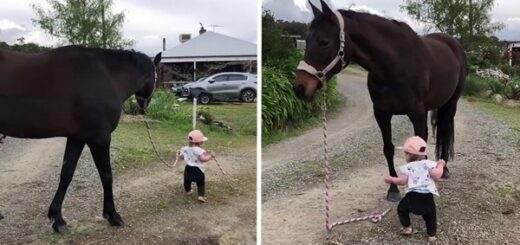 little girl walks horse