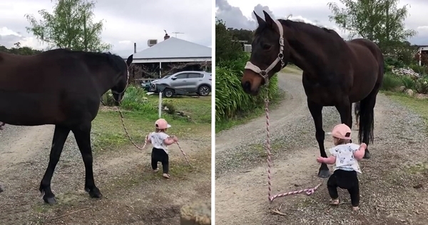 little girl walks horse