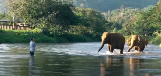 reunion elephants 14 months apart