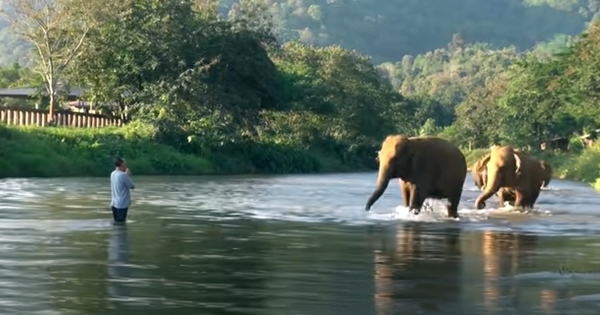 reunion elephants 14 months apart