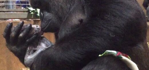 gorilla kisses baby