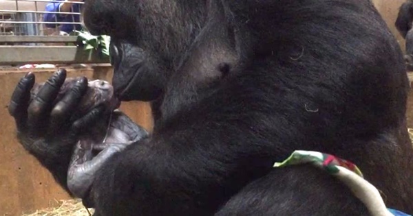 gorilla kisses baby