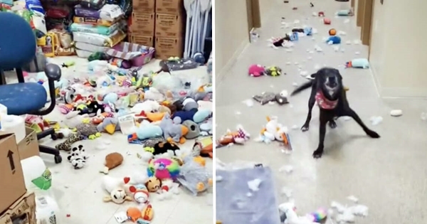 rescue dog destroy shelter