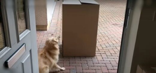 dog box surprise