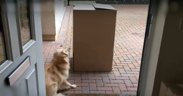 dog box surprise