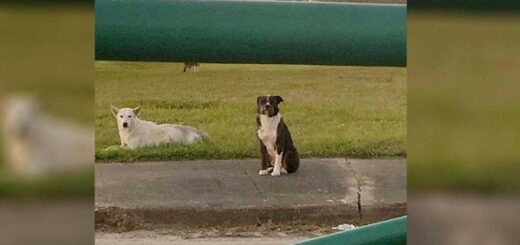 dog refuses to leave friend