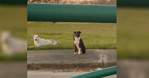 dog refuses to leave friend