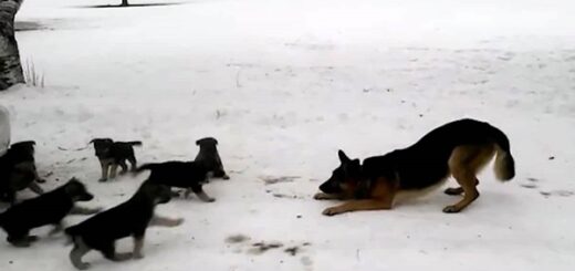 german shepherd puppies