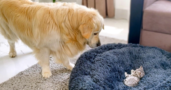 golden retriever bed kitten