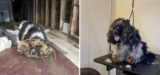 groomer rescue dog