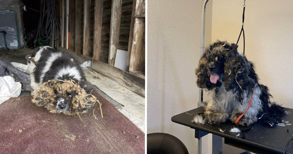 groomer rescue dog