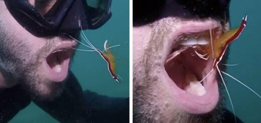 Diver Teeth Cleanings Shrimp