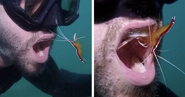 Diver Teeth Cleanings Shrimp