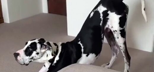 Great Dane farts