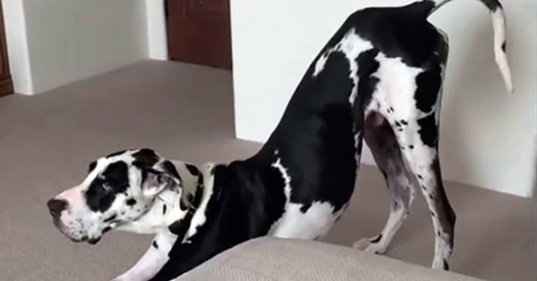 Great Dane farts