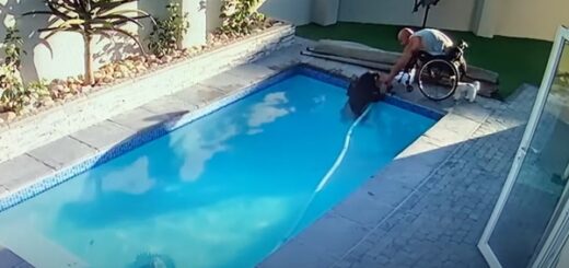 Paraplegic man saves his drowning Rottweiler