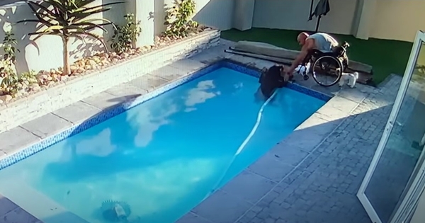 Paraplegic man saves his drowning Rottweiler