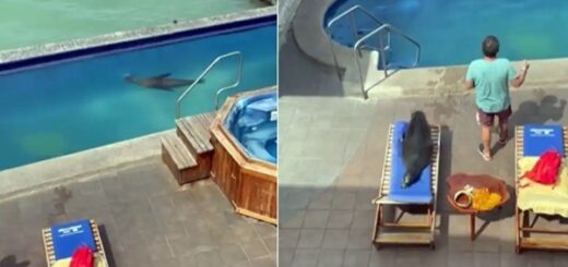 Sea Lion Takes A Dip In Hotel Pool