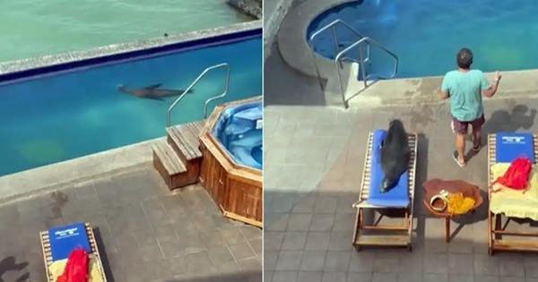 Sea Lion Takes A Dip In Hotel Pool